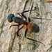 Camponotus cruentatus - Photo (c) Valter Jacinto，保留所有權利