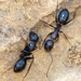 Camponotus sylvaticus - Photo (c) Valter Jacinto, todos los derechos reservados