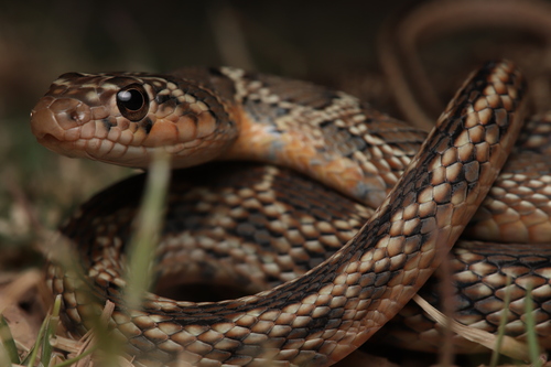 Horseshoe Whip Snake
