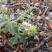 Vaseyanthus brandegeei - Photo (c) Jim Roberts, all rights reserved