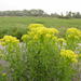 Euphorbia palustris - Photo (c) wojtest, todos los derechos reservados, subido por wojtest