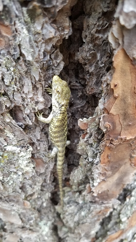 Oaxaca Arboreal Alligator Lizard