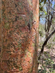 Bursera simaruba image