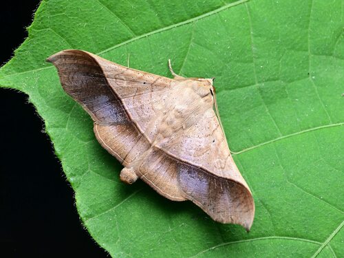 Chilkasa falcata Swinhoe, 1885