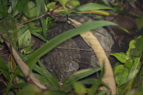 White-bellied Pangolin