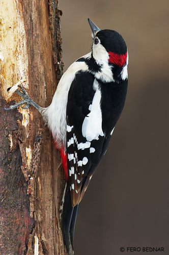 Syrian Woodpecker