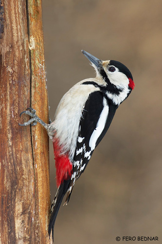 Syrian Woodpecker