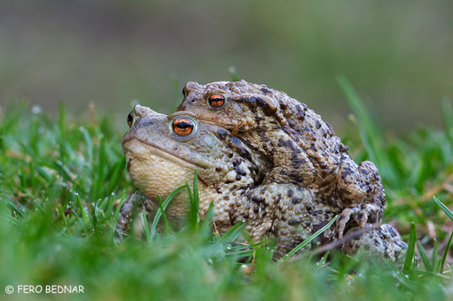 Bufo bufo