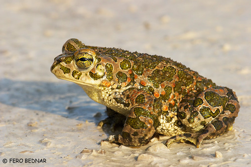 Bufotes viridis viridis
