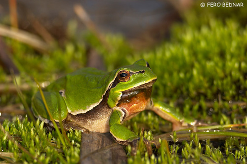 Hyla arborea