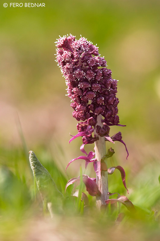 Petasites hybridus