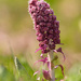 Common Butterbur - Photo (c) Fero Bednar, all rights reserved, uploaded by Fero Bednar