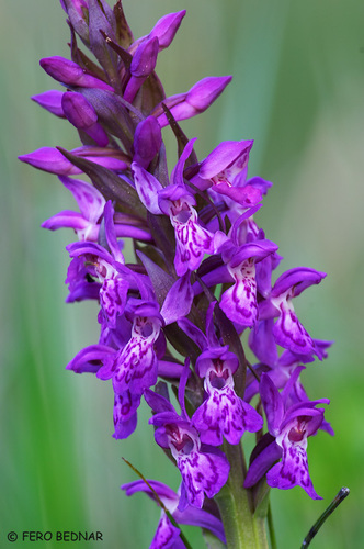 Dactylorhiza majalis