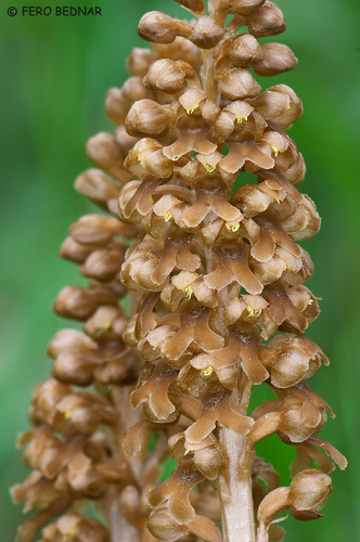 bird's-nest orchid