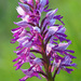 Orchis - Photo (c) Fero Bednar, all rights reserved, uploaded by Fero Bednar