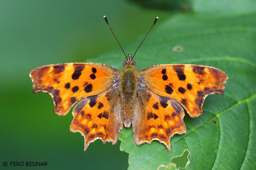 Polygonia c-album