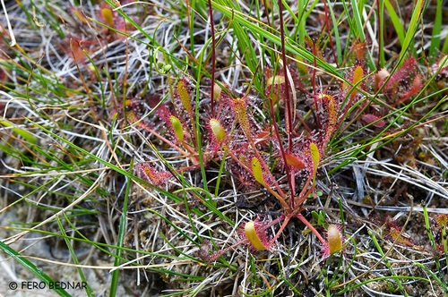 Drosera anglica