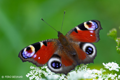 Aglais io