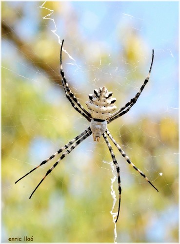 Lobed Argiope