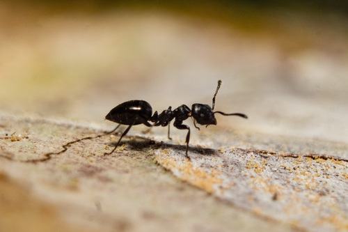 Myrmelachista zeledoniMyrmelachista zeledoni