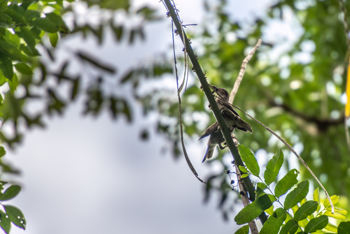 Polynesian Starling