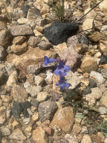 Wax-leaf Beardtongue