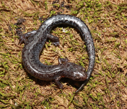 Southern Zigzag Salamander