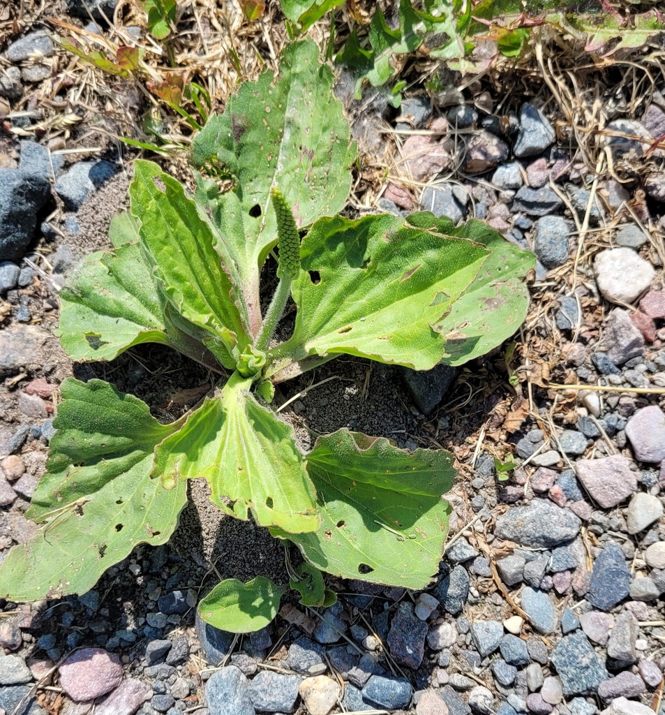 greater plantain from Echo Bay, ON P0S 1C0, Canada on June 18, 2023 at