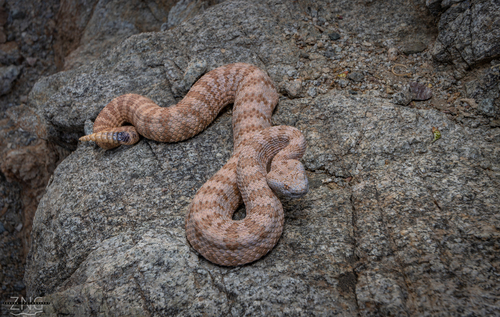 Panamint Rattlesnake