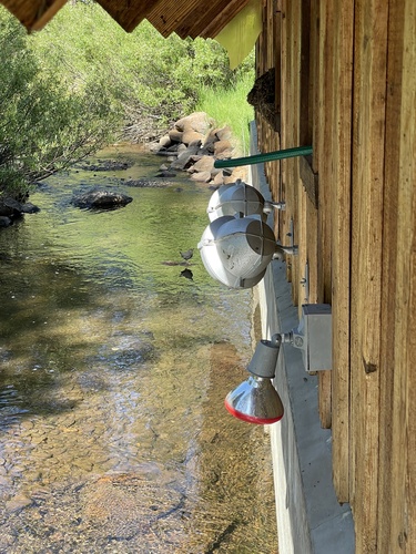 iNaturalist observation photo of American Dipper