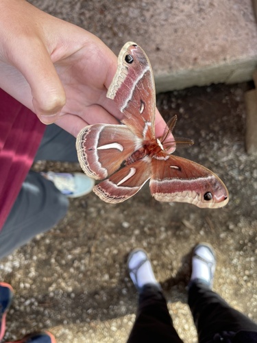 iNaturalist observation photo of Ceanothus Silk Moth