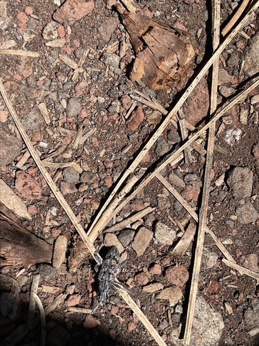 iNaturalist observation photo of Ribbed Pine Borer