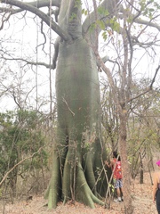 Ceiba trischistandra image
