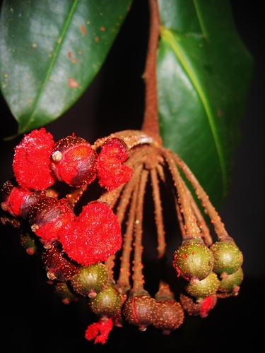 Marcgravia crenata