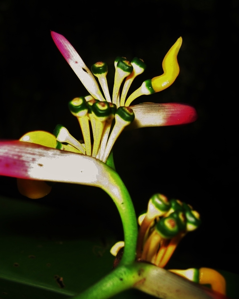 Heliconia apparicioi