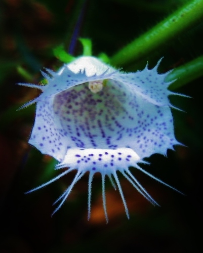 Monopyle reflexa