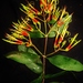 Psittacanthus cucullaris - Photo (c) Marcos Silveira, todos los derechos reservados, subido por Marcos Silveira