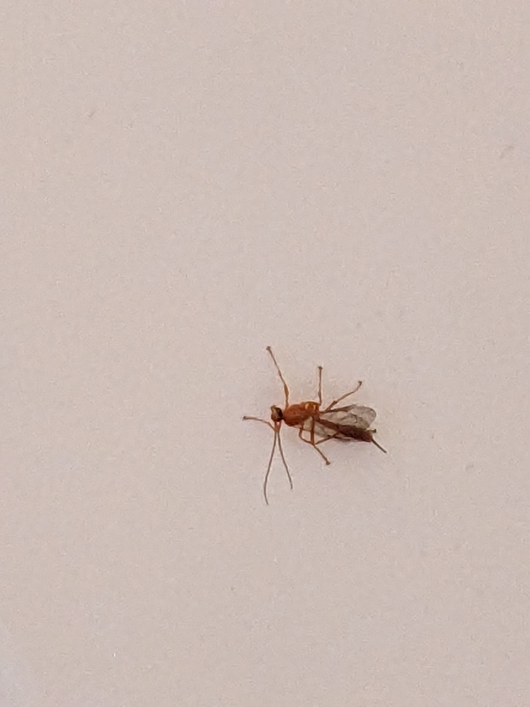 Ants bees wasps and sawflies from mcdonough ga 30252 usa on may 25