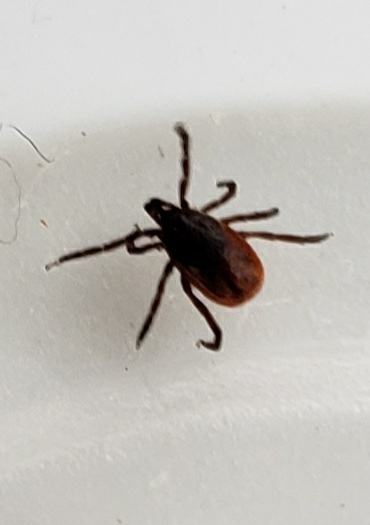 Eastern Black-legged Tick from Marcellus, NY 13108, USA on May 21, 2023 ...