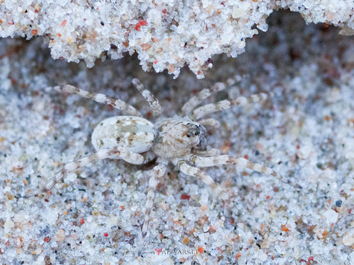 Northern Bear Spider