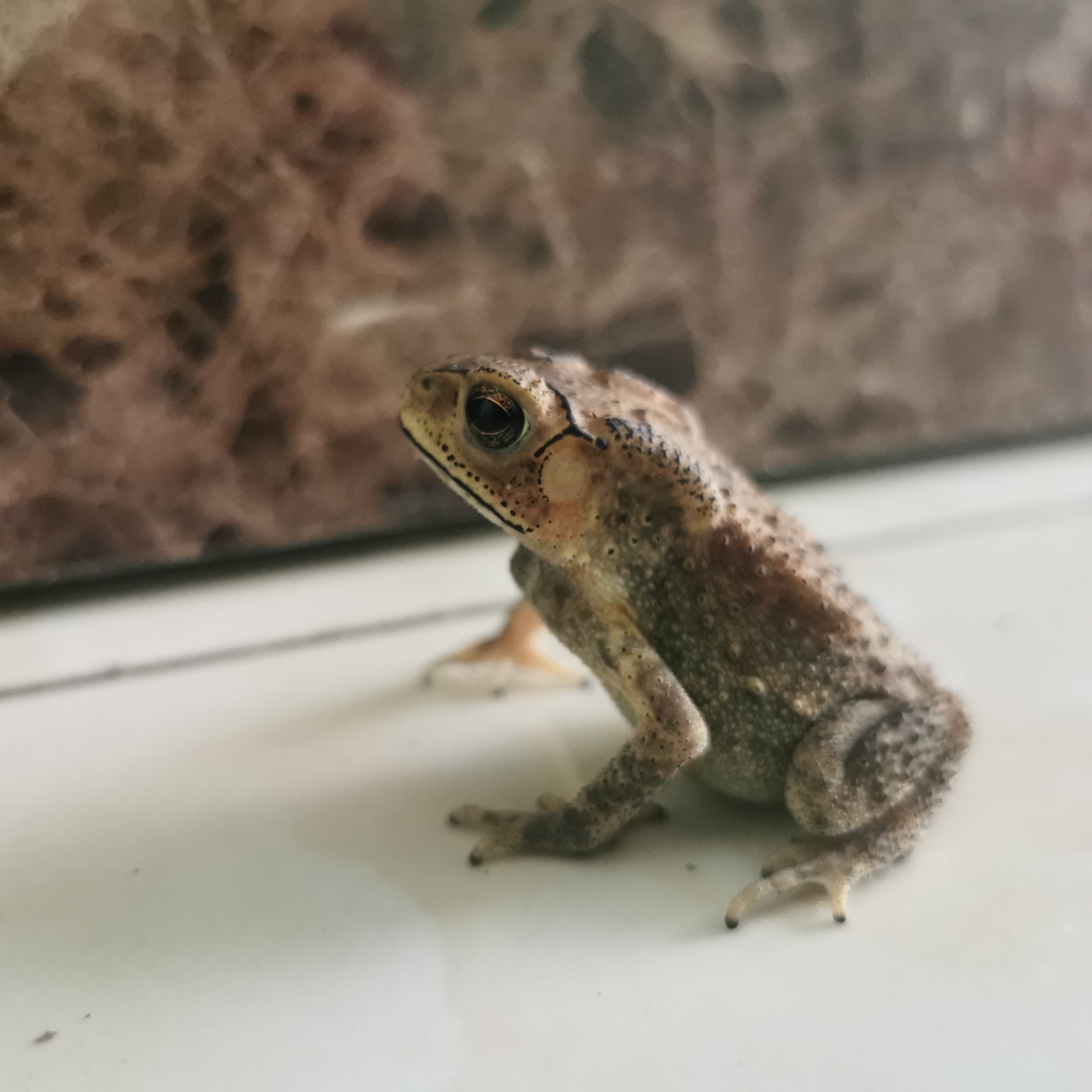 Asian Common Toad from Tuấn Mậu, Sơn Động District, Bac Giang, Vietnam ...