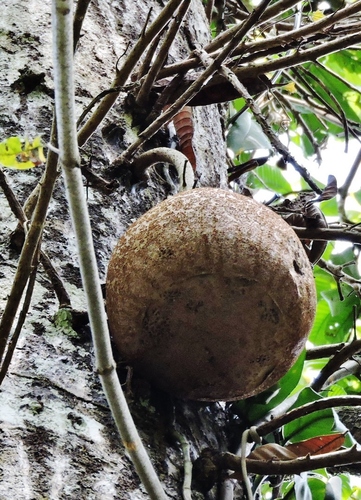 Cannonball Tree