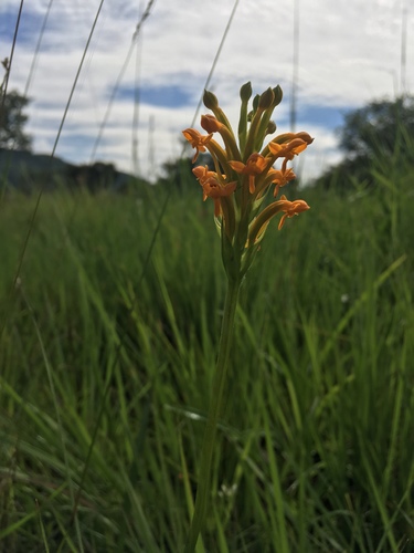 Platycoryne image