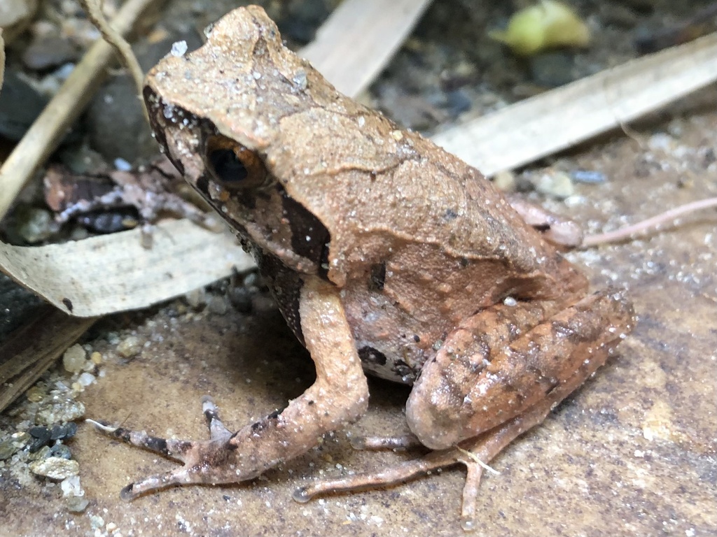 Mountain Horned Frog