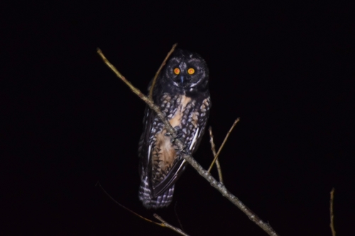Stygian Owl