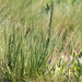 Common Arrowgrass - Photo (c) Richard Kunz, all rights reserved, uploaded by Richard Kunz