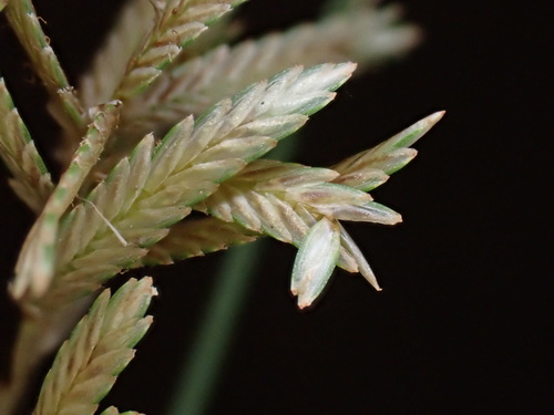 Cyperus flavidus