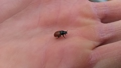 Aphodius fimetarius image