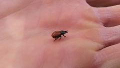 Aphodius fimetarius image