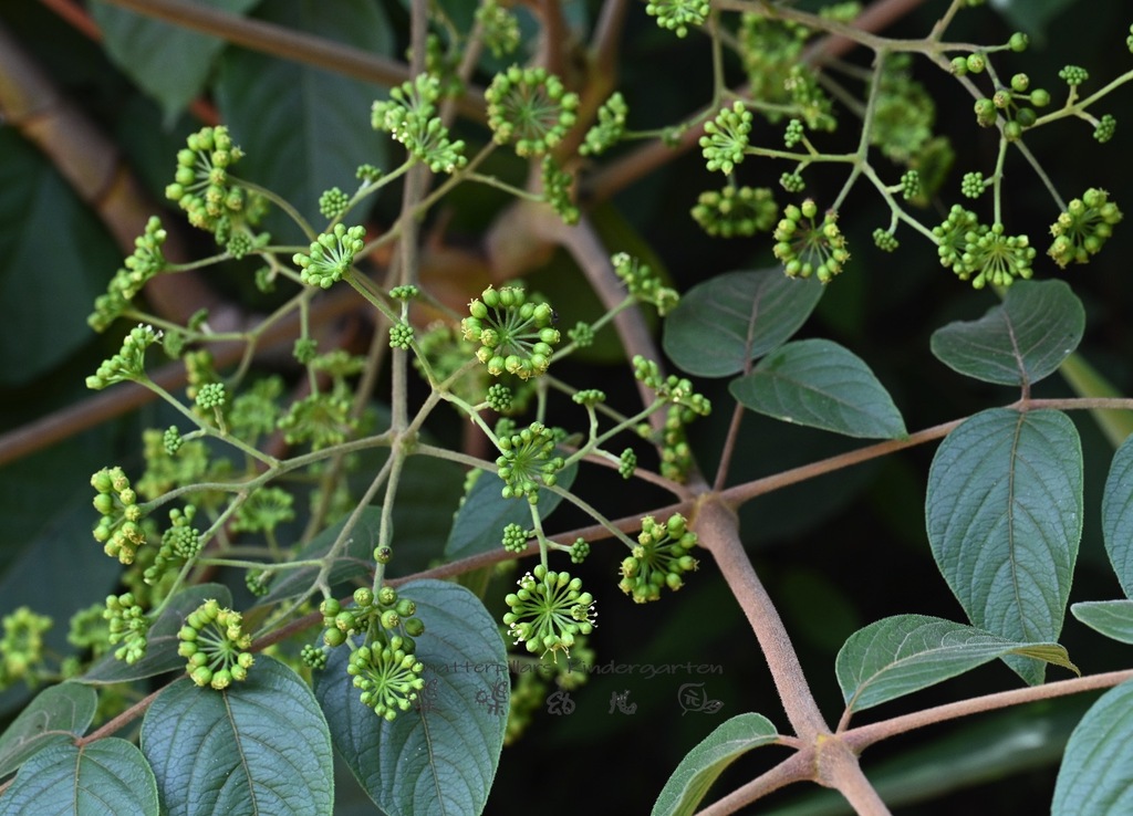 Aralia thomsonii (Aralia thomsonii)
